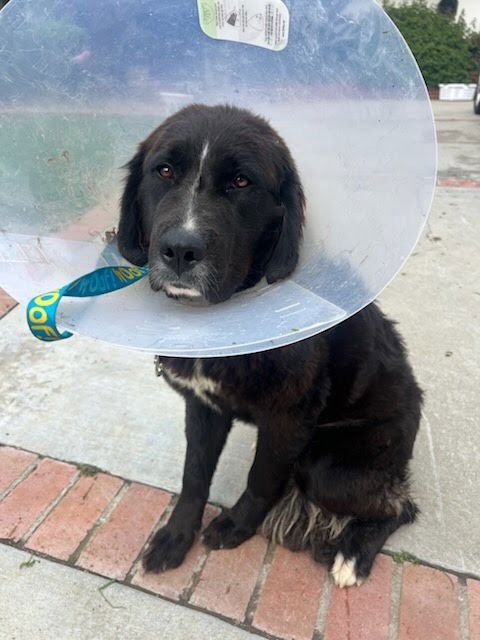 Strawberry - Photo 3