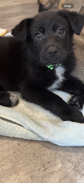 Rosie's Puppy Sunny Image