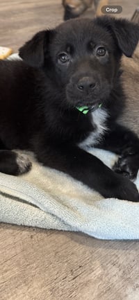 Rosie's Puppy Sunny - Photo 1