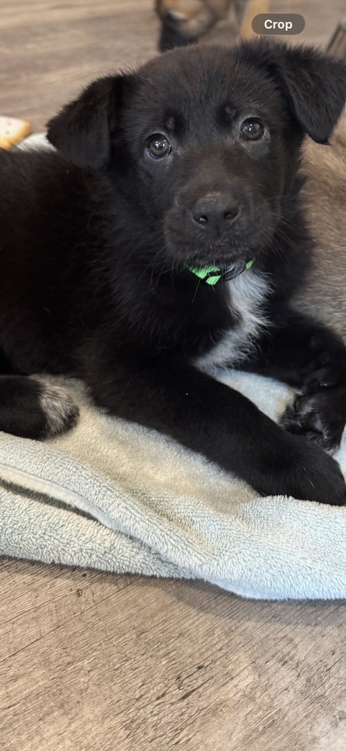 ROSIE'S PUPPY SUNNY - Labrador Retriever available for adoption