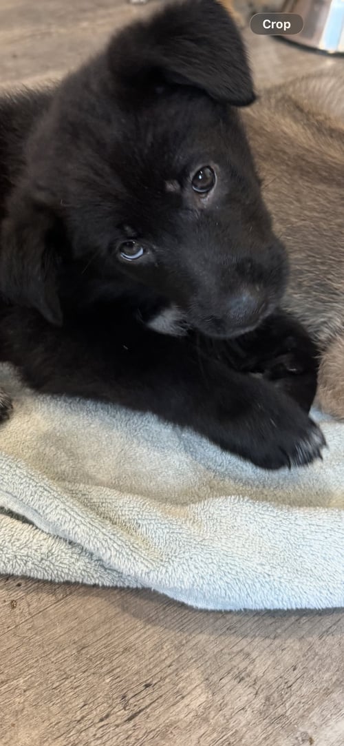 ROSIE'S PUPPY SUNNY - Labrador Retriever available for adoption