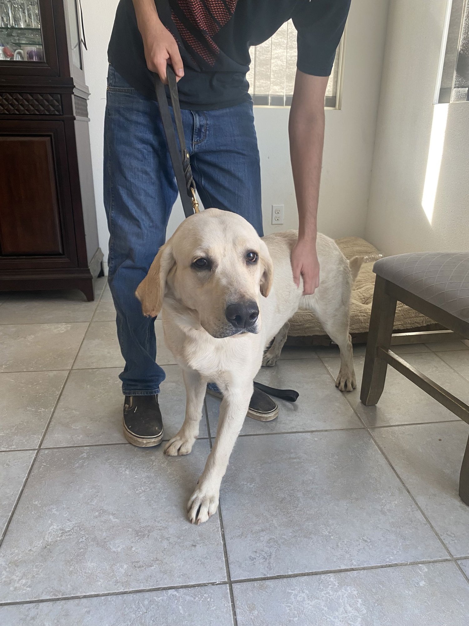 RAPHAEL - Labrador Retriever available for adoption