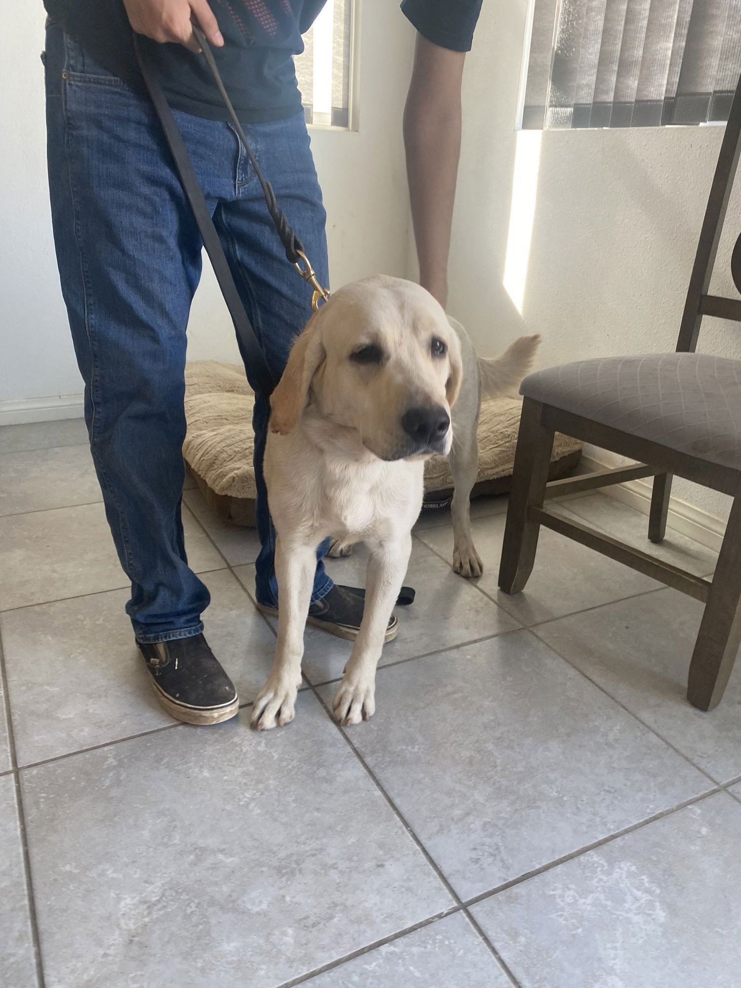 RAPHAEL - Labrador Retriever available for adoption