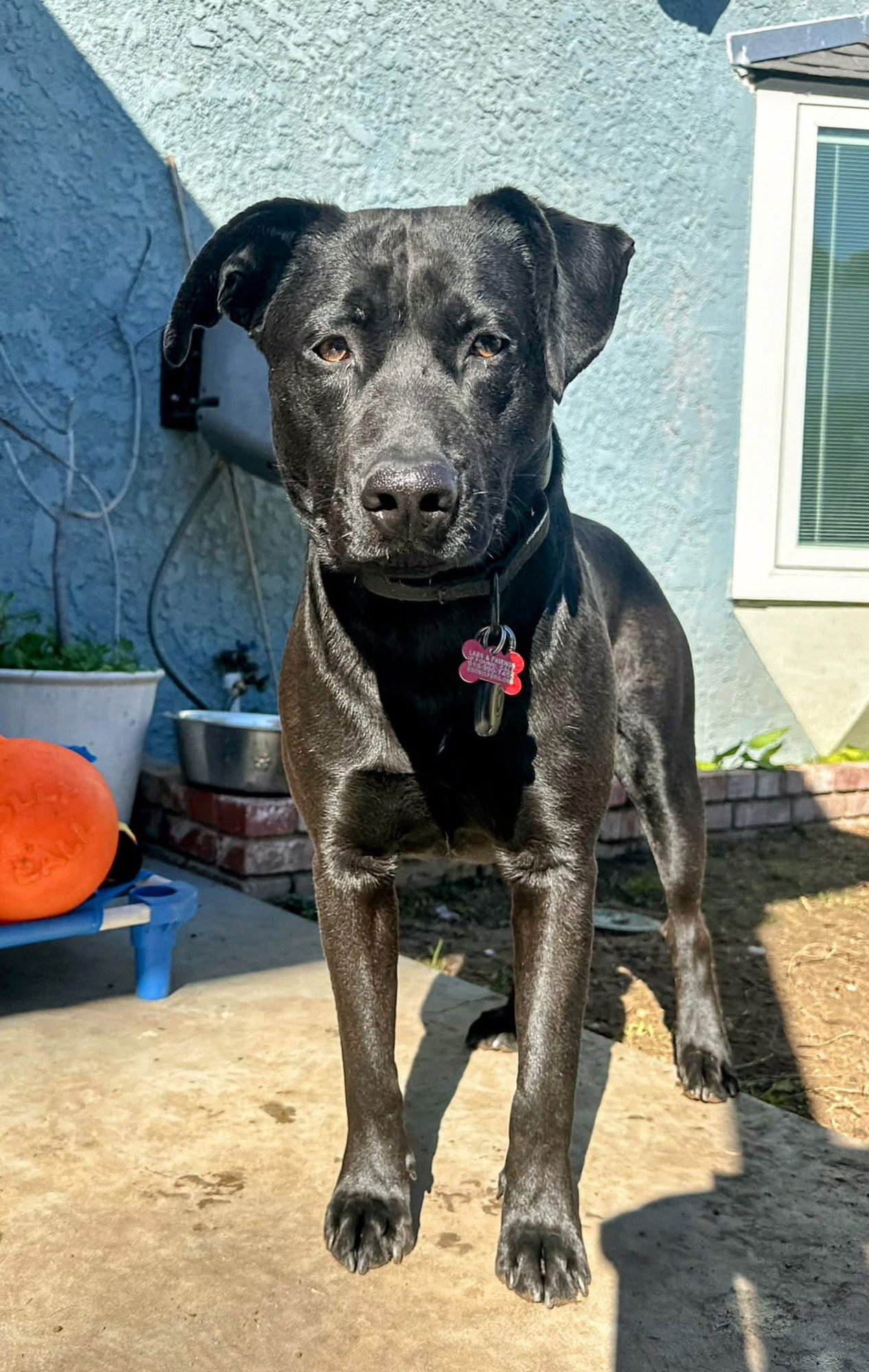 ROMEO - Labrador Retriever available for adoption