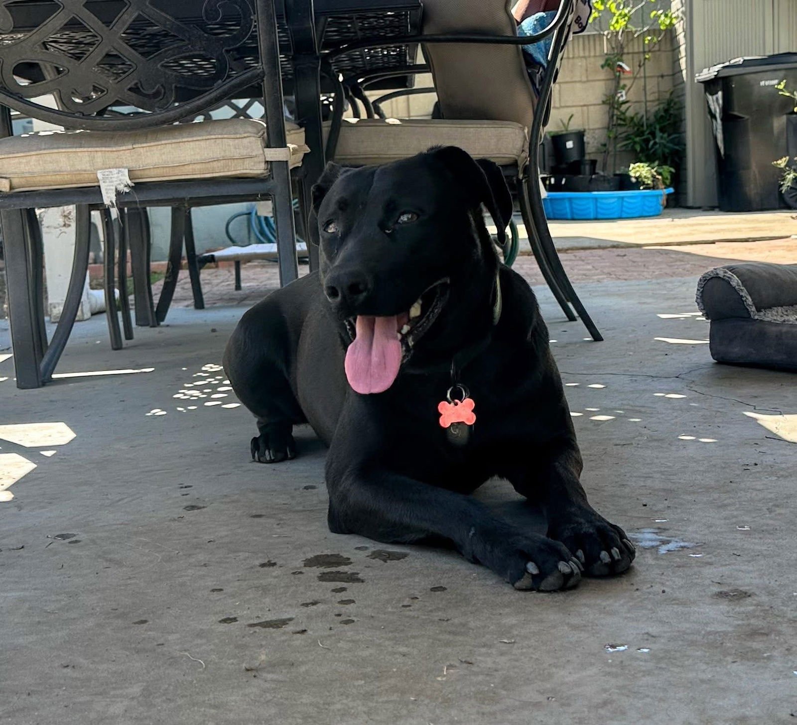 ROMEO - Labrador Retriever available for adoption