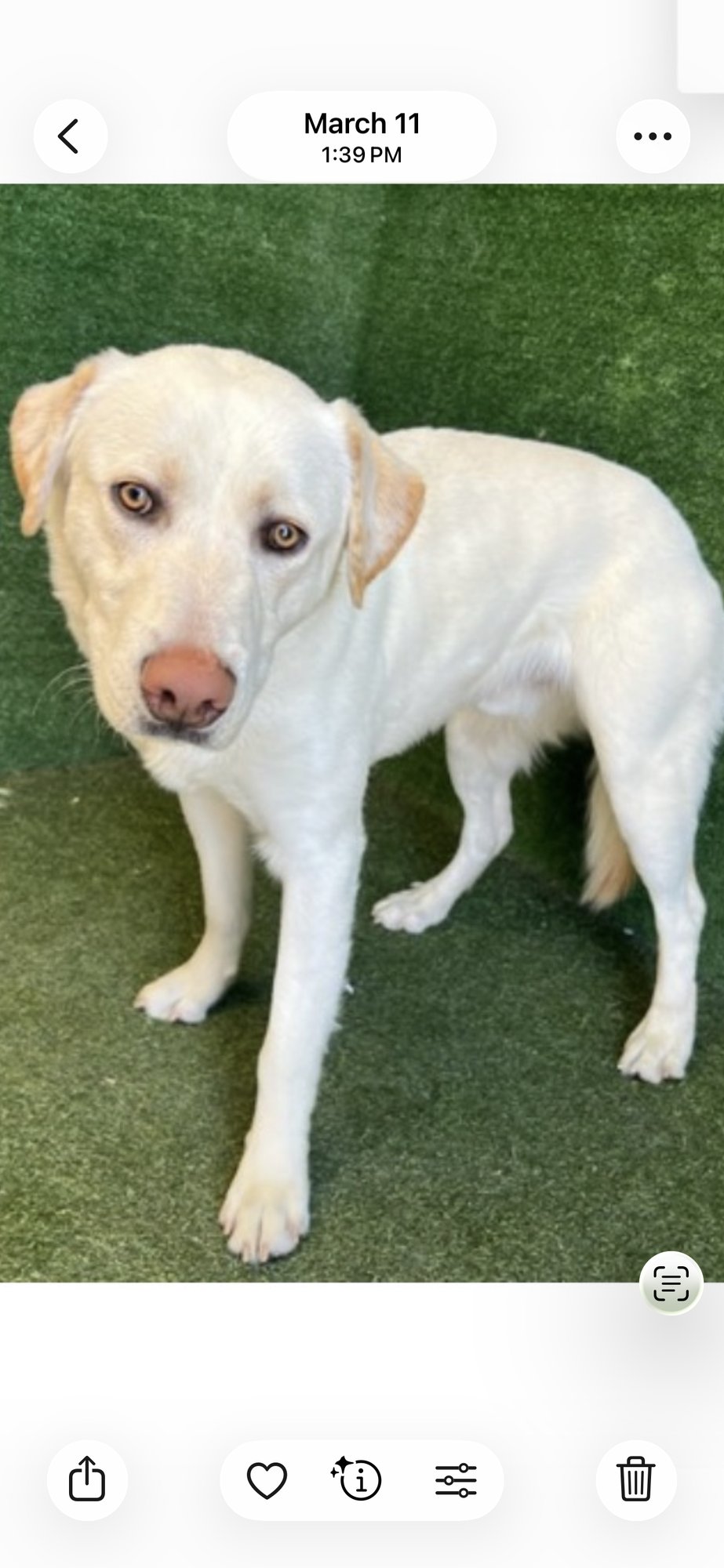 HERMES - Labrador Retriever available for adoption