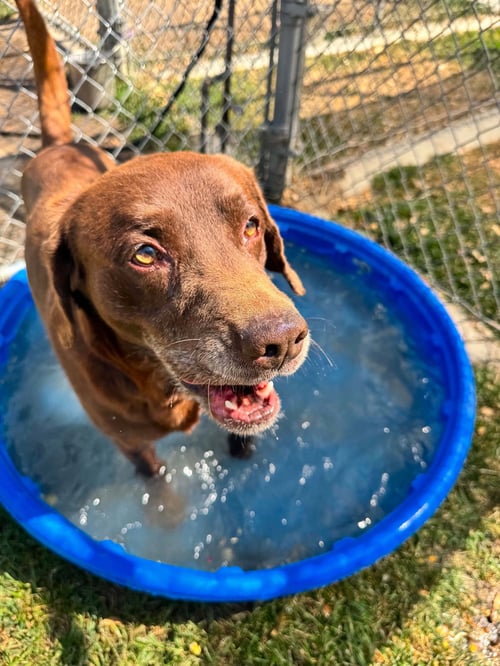 SNICKERS - Labrador Retriever available for adoption