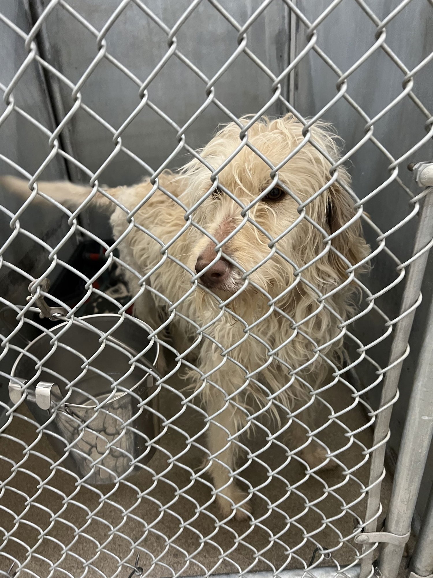 DUTCHESS - Soft-Coated Wheaten Terrier available for adoption