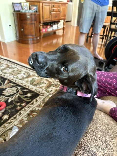 WINNIE - Labrador Retriever / Boxer available for adoption