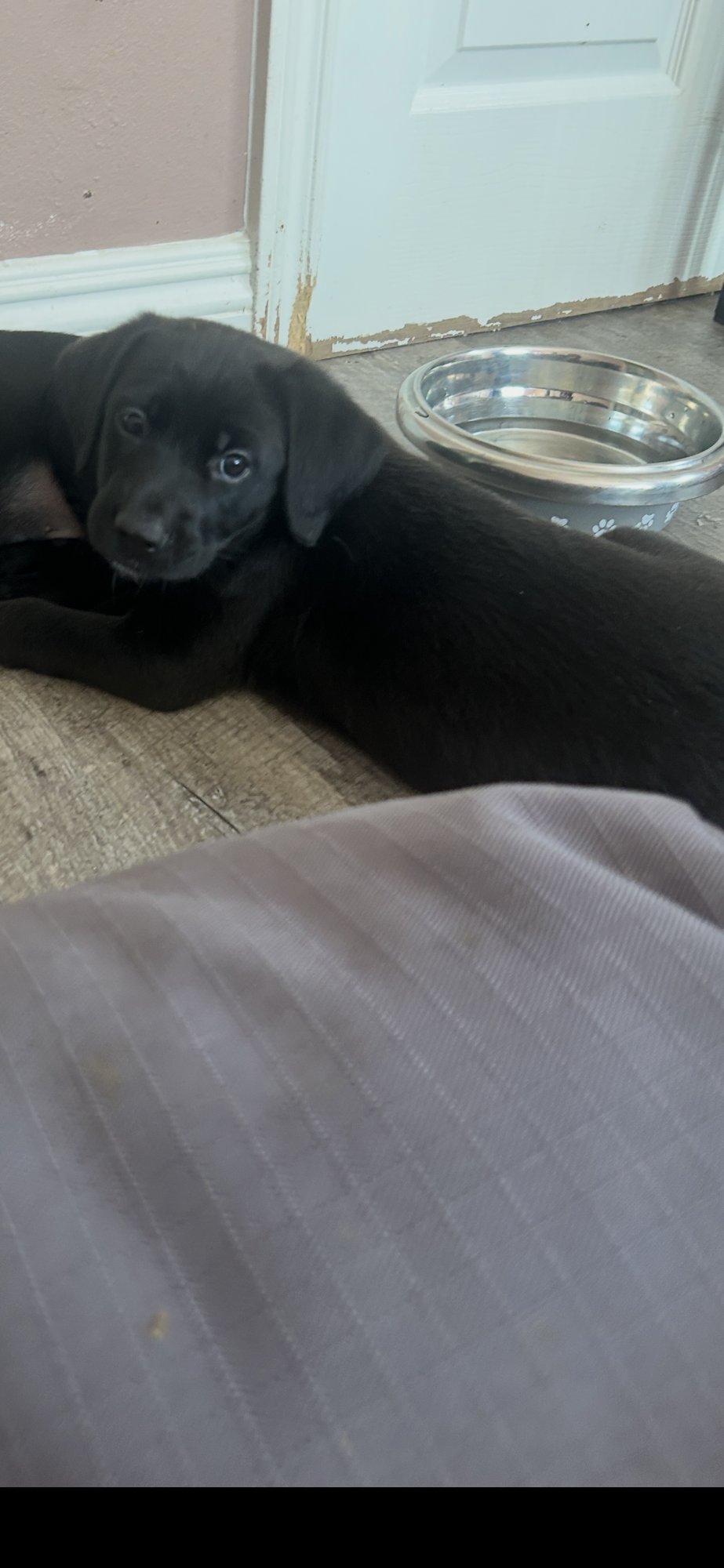 HONEY'S PUPPY MAGGIE - Labrador Retriever available for adoption