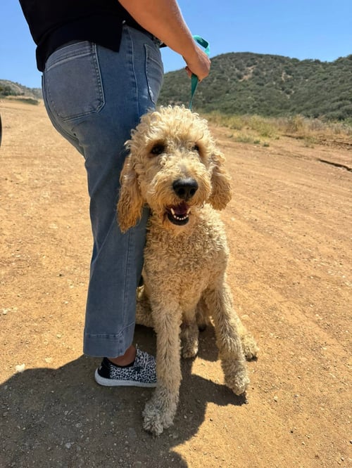 FERRELL - Poodle (Standard) / Labrador Retriever available for adoption