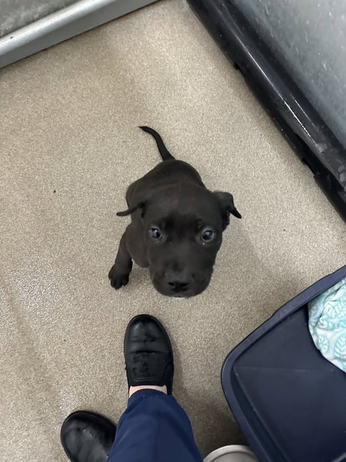 POPPI - Labrador Retriever available for adoption