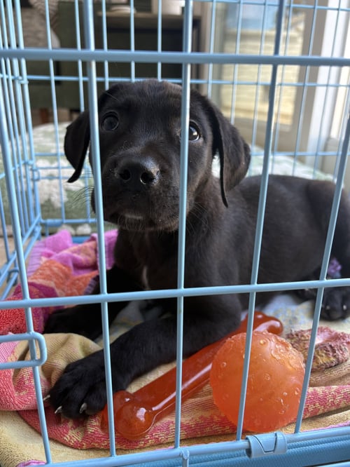 POPPI - Labrador Retriever available for adoption