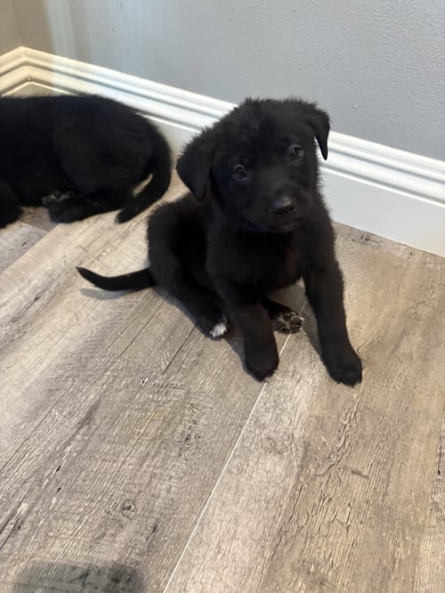 ROSIE'S PUPPY TEDDY - Labrador Retriever available for adoption