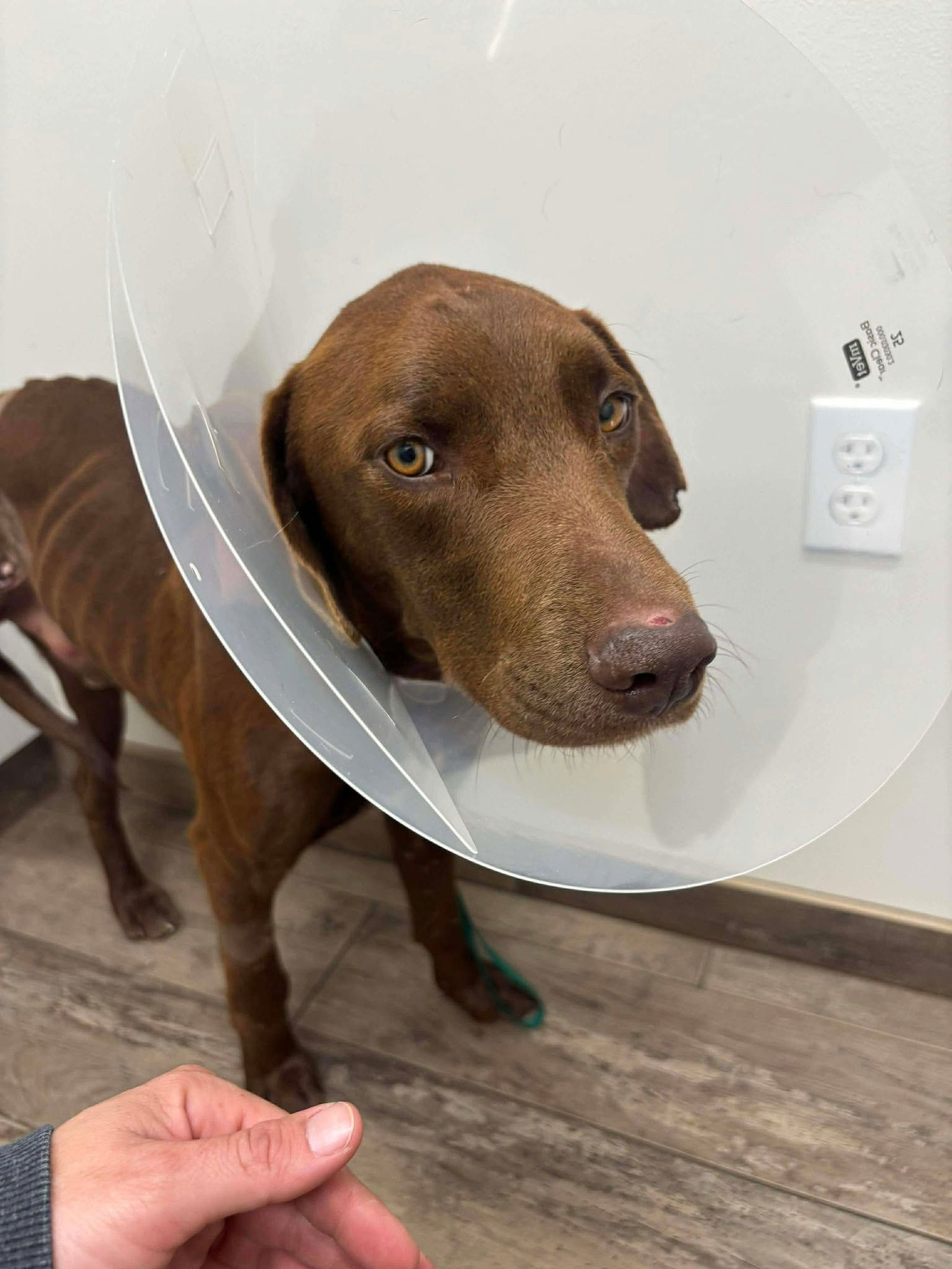 JUPITER - Labrador Retriever available for adoption