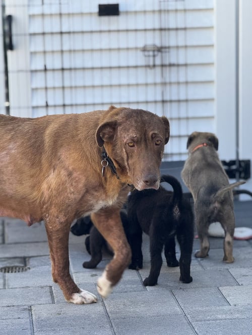 ROSIE - Labrador Retriever available for adoption