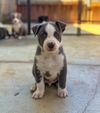 Marilynn's Puppy Major - Photo 1