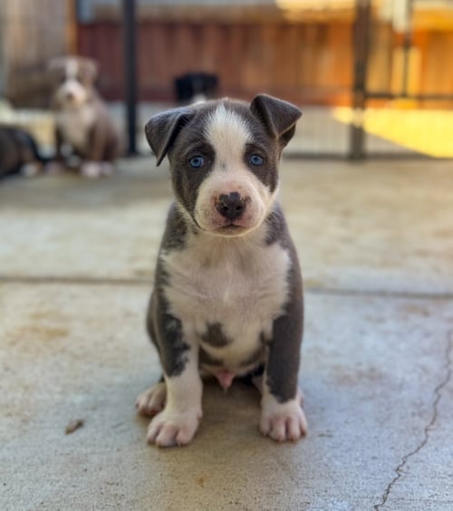 MARILYNN'S PUPPY MAJOR - Labrador Retriever available for adoption