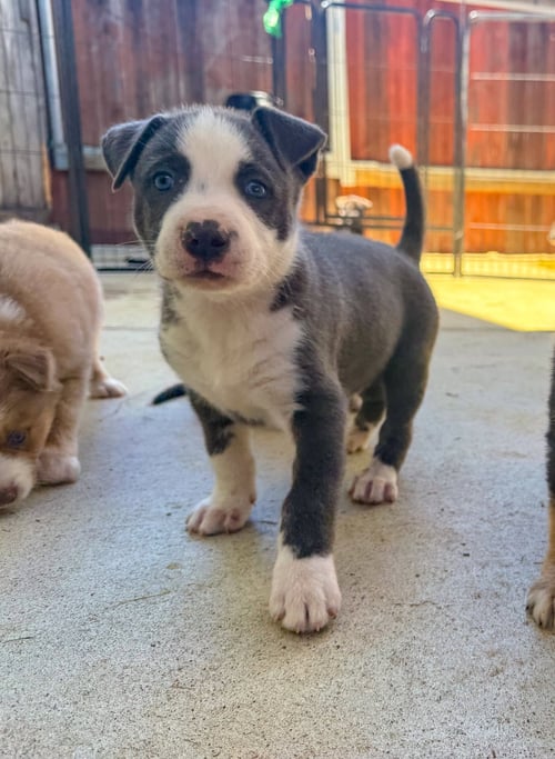 MARILYNN'S PUPPY MAJOR - Labrador Retriever available for adoption