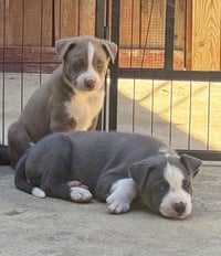 Marilynn's Puppy Major - Photo 3