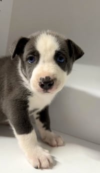 Marilynn's Puppy Major - Photo 4