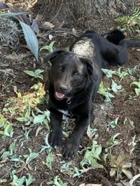 Penny - Photo 1