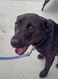 Penny - Photo 2