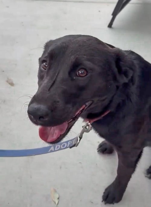 PENNY - Labrador Retriever / Australian Cattle Dog/Blue Heeler available for adoption