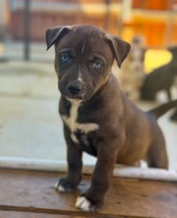 Marilynn's Puppy Midge - Photo 1