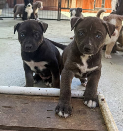MARILYNN'S PUPPY MIDGE - Labrador Retriever available for adoption