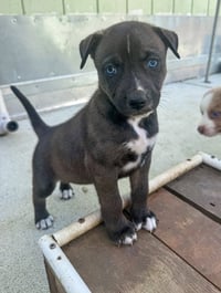 Marilynn's Puppy Midge - Photo 3