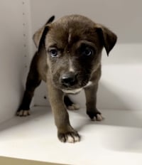 Marilynn's Puppy Midge - Photo 4