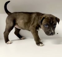 Marilynn's Puppy Midge - Photo 5