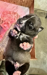 Marilynn's Puppy Midge - Photo 6