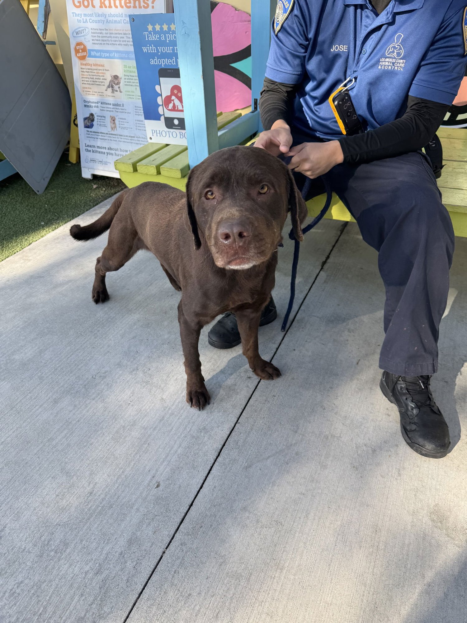 BRONCO - Labrador Retriever available for adoption