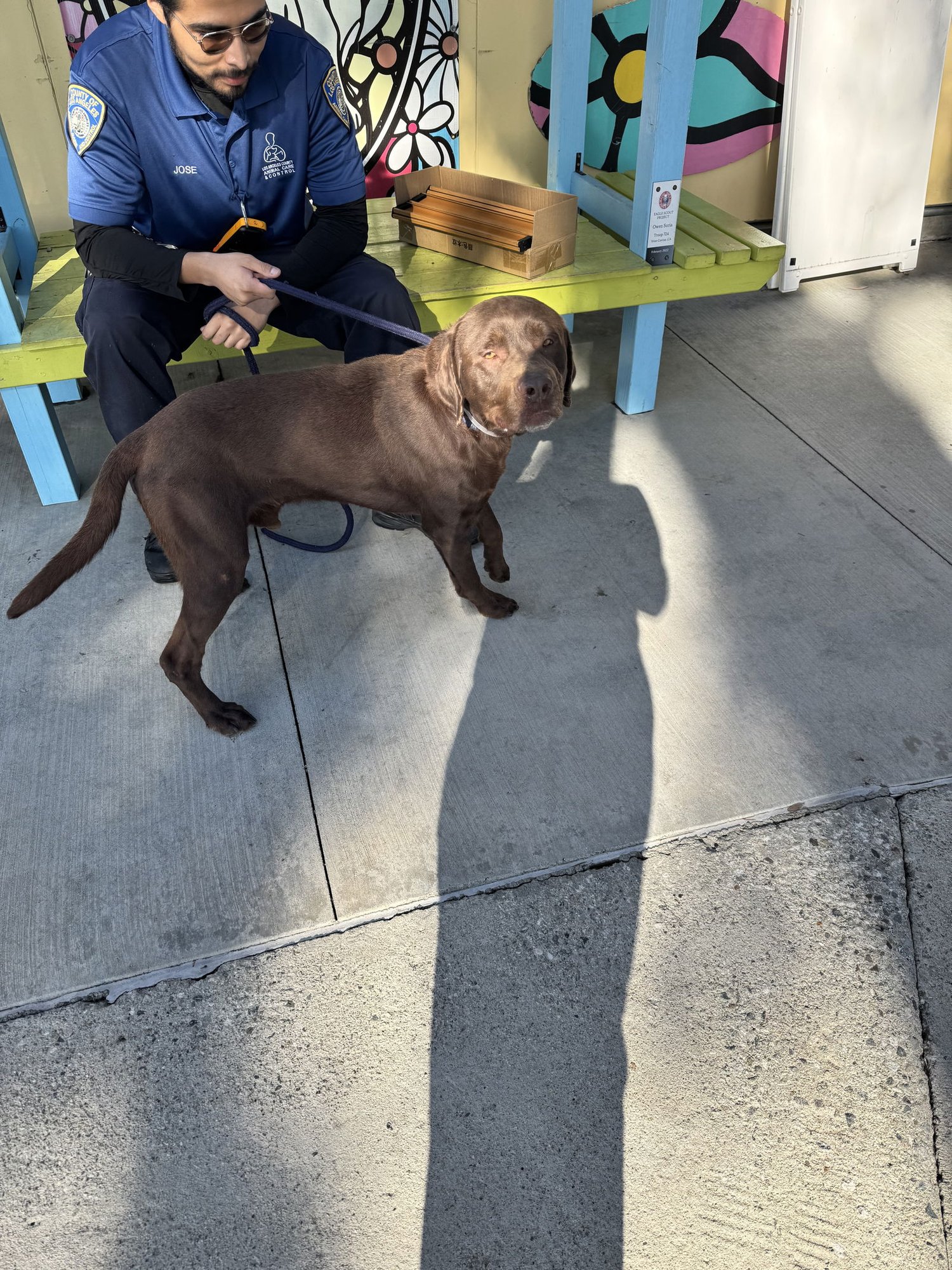 BRONCO - Labrador Retriever available for adoption