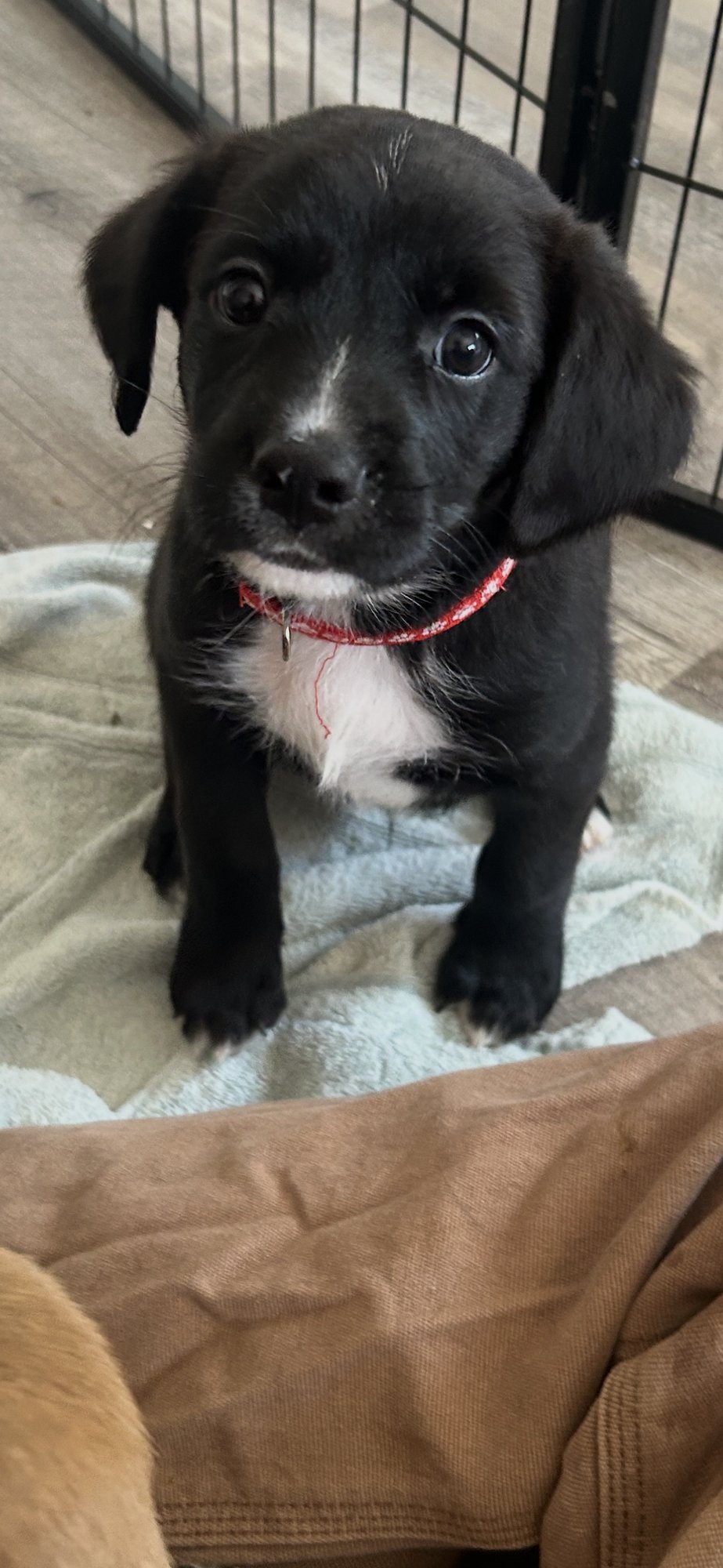 HONEY'S PUPPY WEBER - Labrador Retriever available for adoption