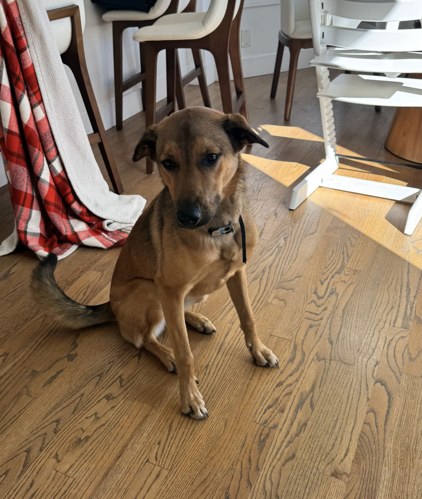 MAGGIE - Shepherd / Belgian Shepherd Malinois available for adoption