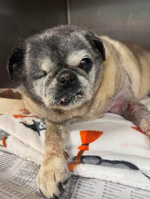 MAUI - Pug available for adoption