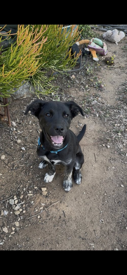 DAFFODIL - Labrador Retriever available for adoption