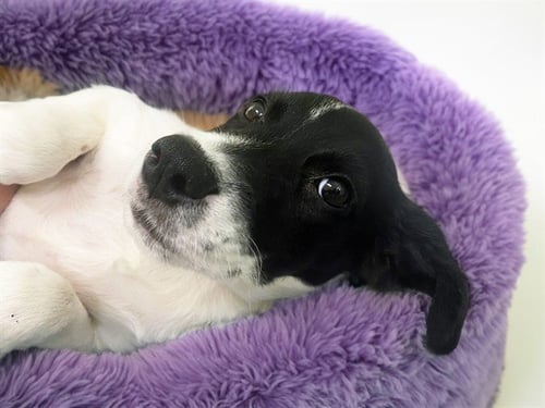 TULIP - Border Collie available for adoption