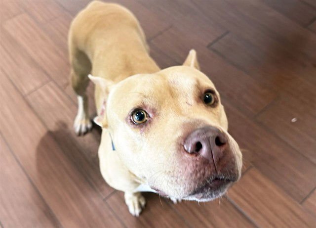 FIORELLA - Pit Bull Terrier available for adoption