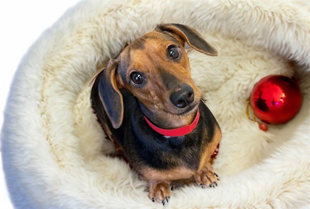 SAILOR - Dachshund / Chihuahua available for adoption