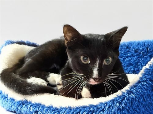 OREO - Domestic Short Hair available for adoption
