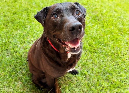 COCO - Labrador Retriever available for adoption