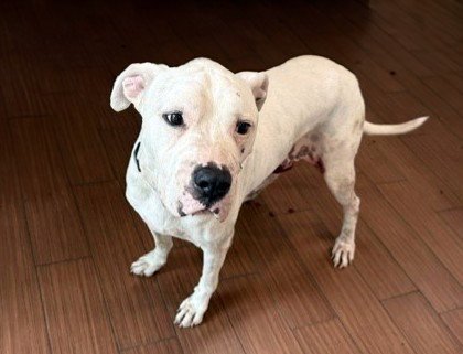 STRAY NOT AVAILABLE - Dogo Argentino available for adoption