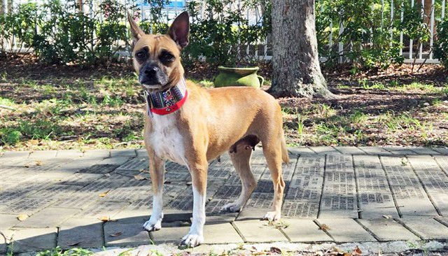 COQUIT - Australian Kelpie available for adoption