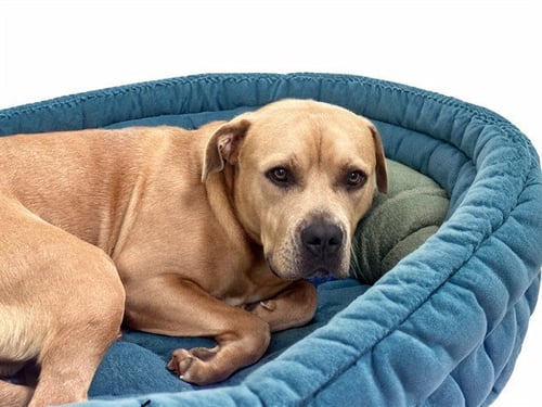 SCULLY - American Staffordshire Terrier available for adoption