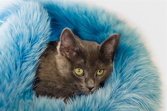 SHNITZEL - Domestic Short Hair available for adoption