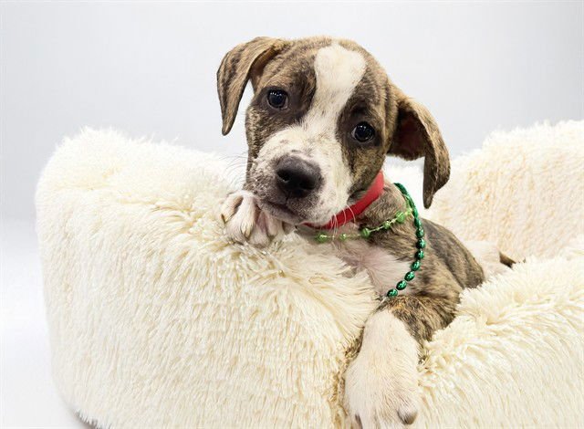 GRETA - American Bulldog available for adoption